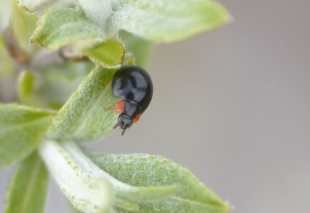 Coccinellidae: Exochomus nigromaculatus? Sì.